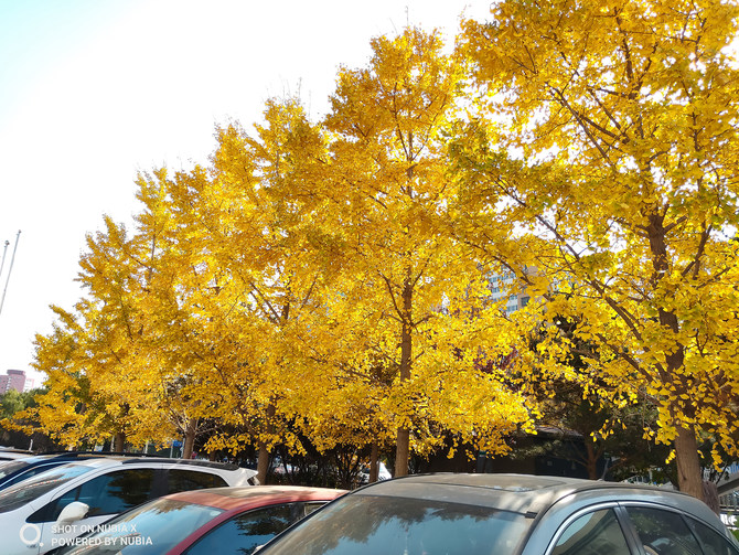 努比亚X详细评测:探索全面屏手机新形态