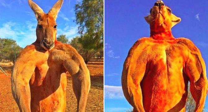 澳12岁网红肌肉袋鼠罗杰去世身高两米肱二头肌突出