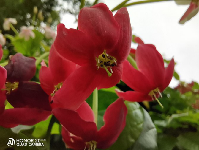 ҫ20 PRO⣺ֵ㣬콢ҫǳ