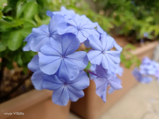 vivo Y52s��ʽ����Cλ����ð�⡱ǧԪ�г�