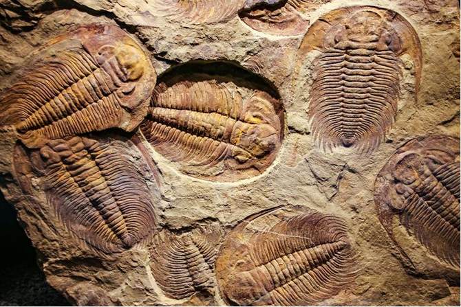 三叶虫为什么可以成为地球生物圈的第一个霸主?