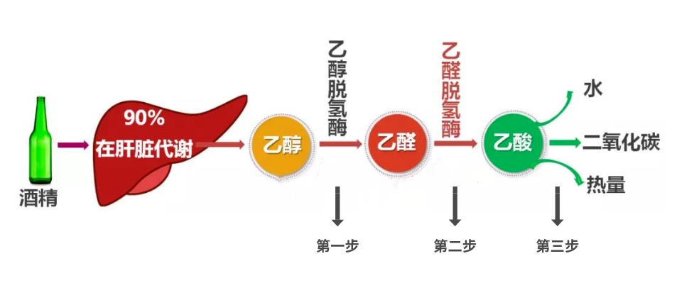 正经科普:酒精的代谢过程-互联网专区